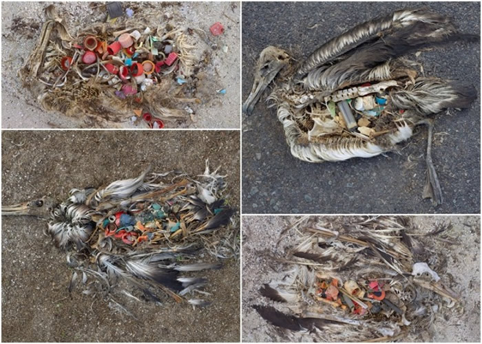 美国摄影师登上北太平洋中途岛拍摄纪录片 鸟类尸体肚内藏有大量塑料