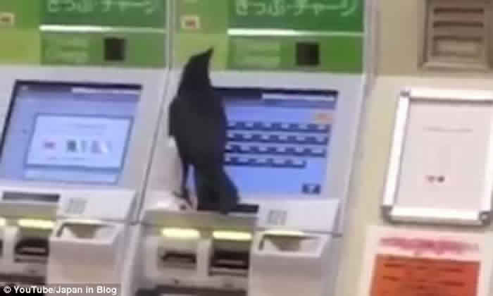 乌鸦究竟有多聪明?飞进日本东京地铁站抢大妈信用卡买车票