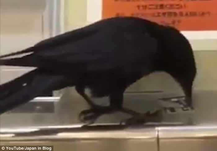乌鸦究竟有多聪明?飞进日本东京地铁站抢大妈信用卡买车票