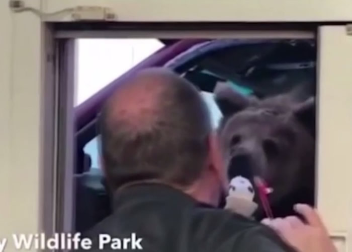 擅带棕熊外出吃雪糕 加拿大私营动物园挨告