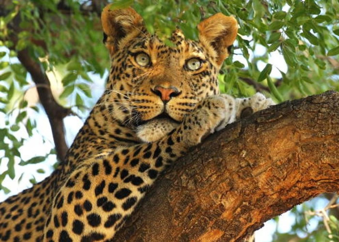 �ڸɴ�һ����ͯ�ұ�������ҧ����������ͼƬ��