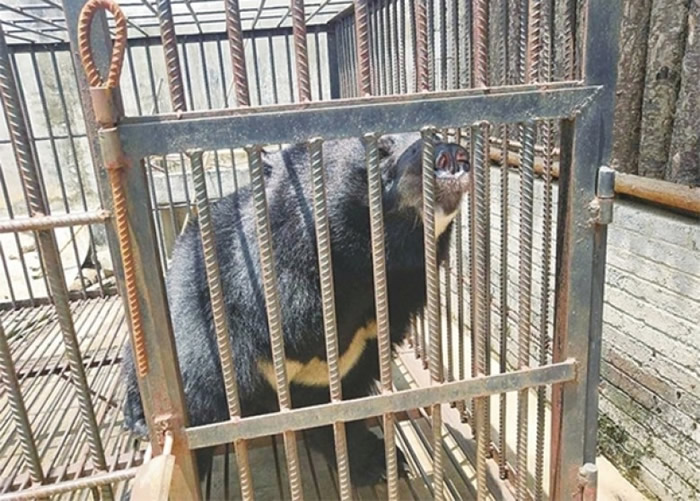 ��С�ڹ���ԭ����һֻ���ܡ�