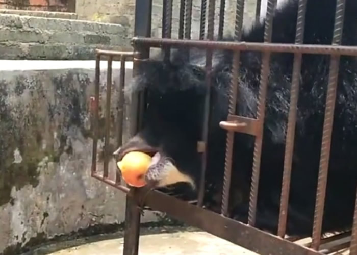 ���������Ҷ��������������Ҫѱ����ֳ��ȡ������֤��