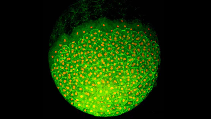 ��һ�Ÿ�ϸ��������������