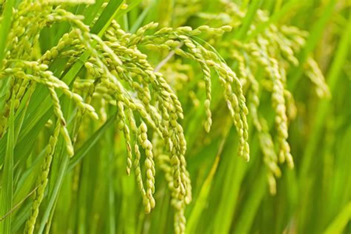 通过基因和化石结合研究探寻水稻的起源