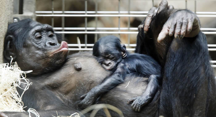 《皇家社会开放科学》:研究发现黑猩猩的“床”比人的床干净