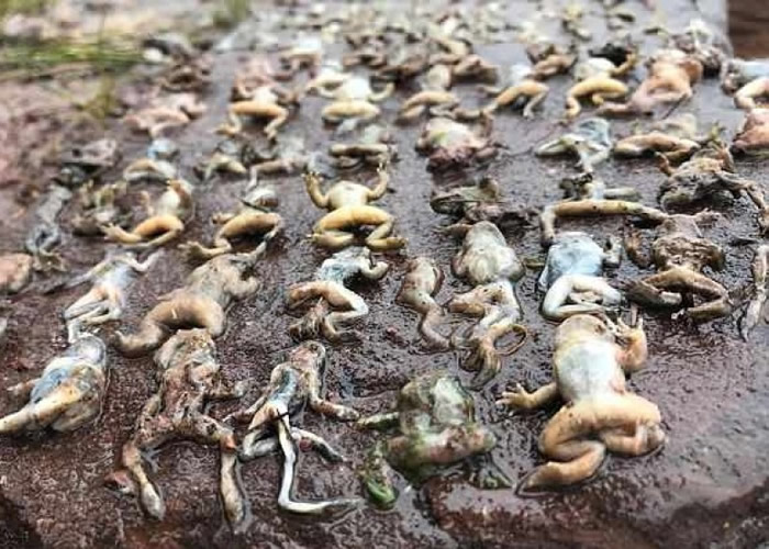 多种两栖动物绝种或濒临绝种,或与蛙壶菌扩散有关。