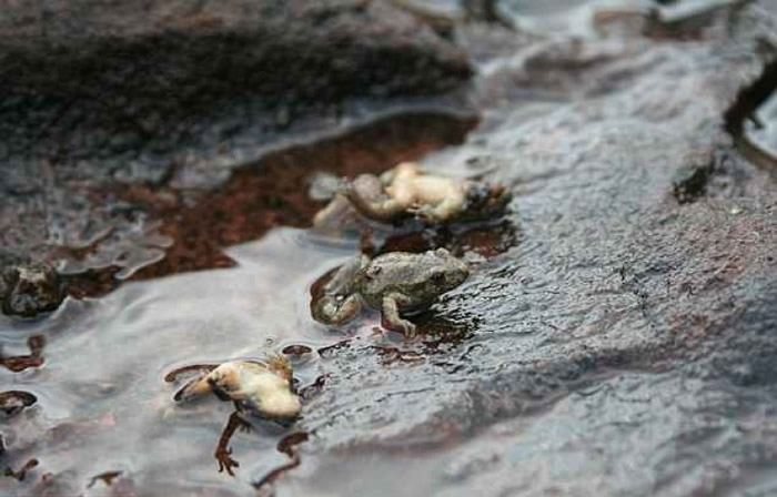 学者呼吁全球尽快暂停买卖两栖动物,否则会进一步破坏它们的生物多样性。