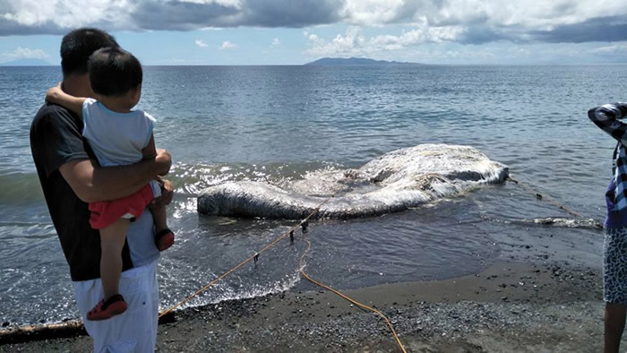 菲律宾海滩发现6米长白色多毛“海怪”