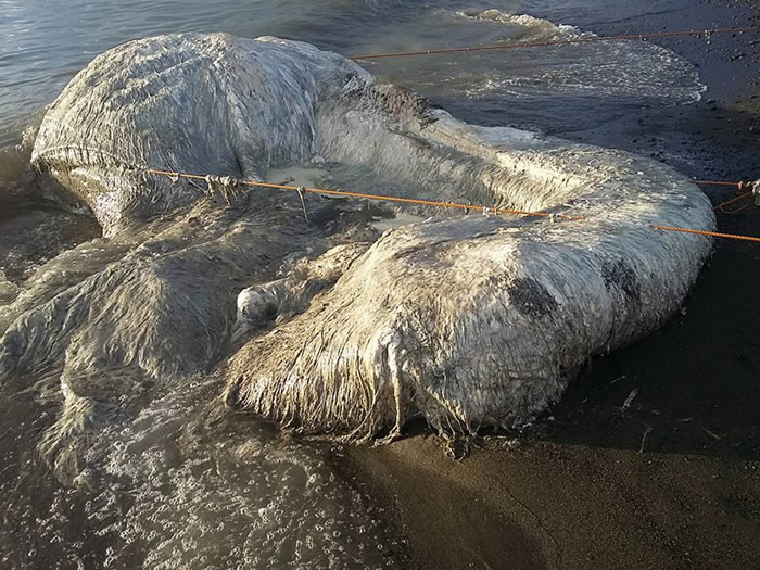 菲律宾海滩发现6米长白色多毛“海怪”