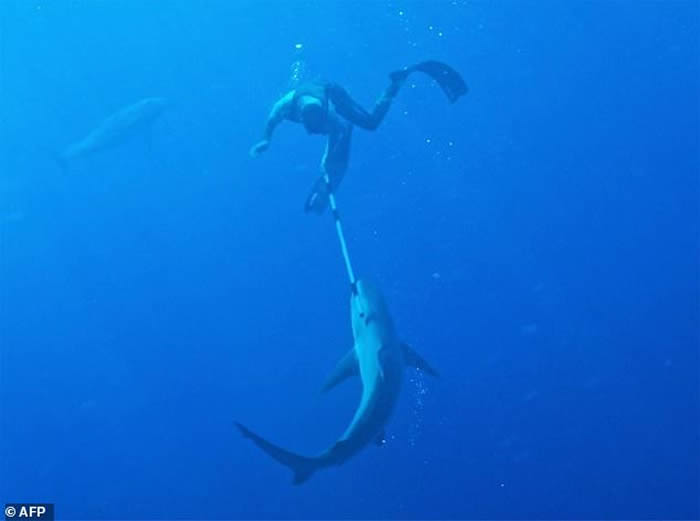 新西兰总理男友孤身搏斗鲨鱼 海豚在一旁看热闹