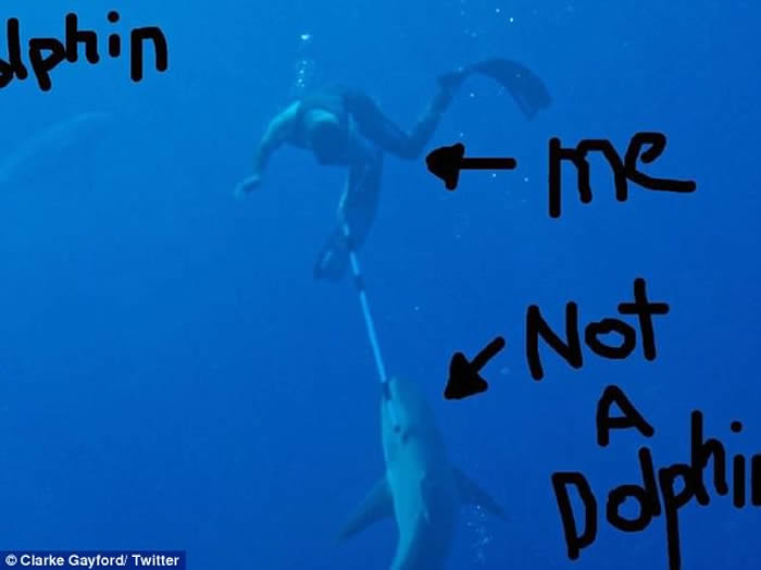新西兰总理男友孤身搏斗鲨鱼 海豚在一旁看热闹