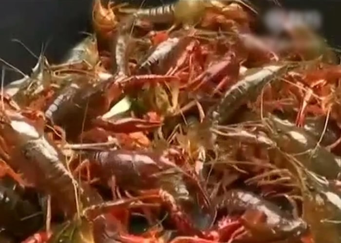 泛滥柏林的小龙虾学名为“克氏原螯虾”,原产北美。
