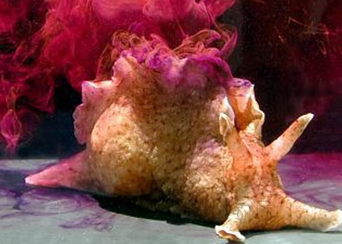 �о���Ա�Ժ�����ţ��ʵ�飬�ɹ�����ֲ�����䡣������ͼƬ��