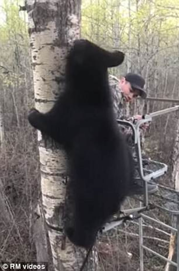 加拿大艾伯塔省少年首次外出捕猎就迎头遇上黑熊宝宝