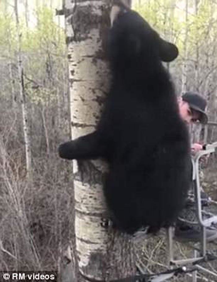 加拿大艾伯塔省少年首次外出捕猎就迎头遇上黑熊宝宝