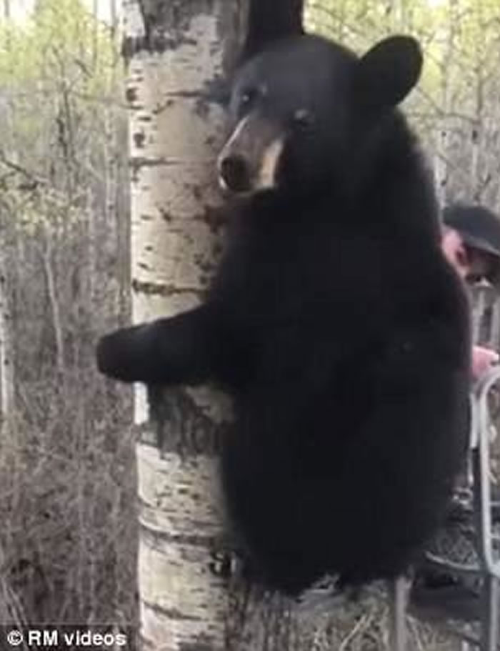 加拿大艾伯塔省少年首次外出捕猎就迎头遇上黑熊宝宝