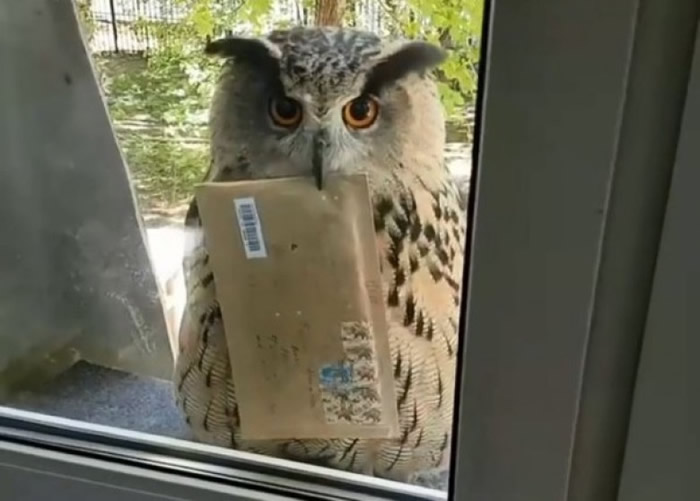俄罗斯猫头鹰Yollka会送信?
