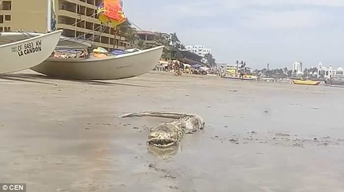 墨西哥泥滩惊现“海怪” 怪鱼尖齿满布眼球转动