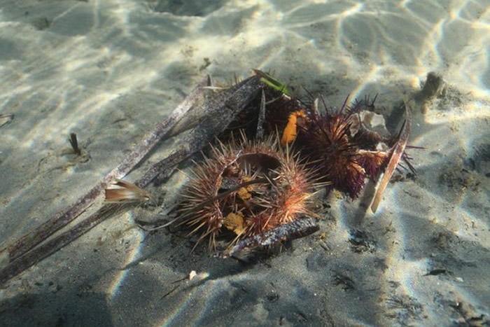 ͨ����������ʯ���еĺ�������Ϊ�����˺�����Ϣ�أ������⵽�������������Ƴ���