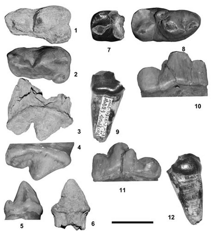 ½׹źֵ׹ȮAmphicyon ulungurensis 1,3,6,7,9,12. (꽹ͼ)