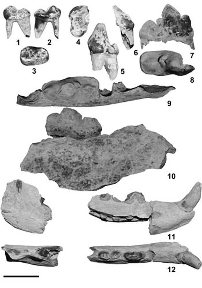 ½׹źֵĲȮCynelos cf. bohemicus 1C3, ϸȮGobicyon zhegalloi4C10.