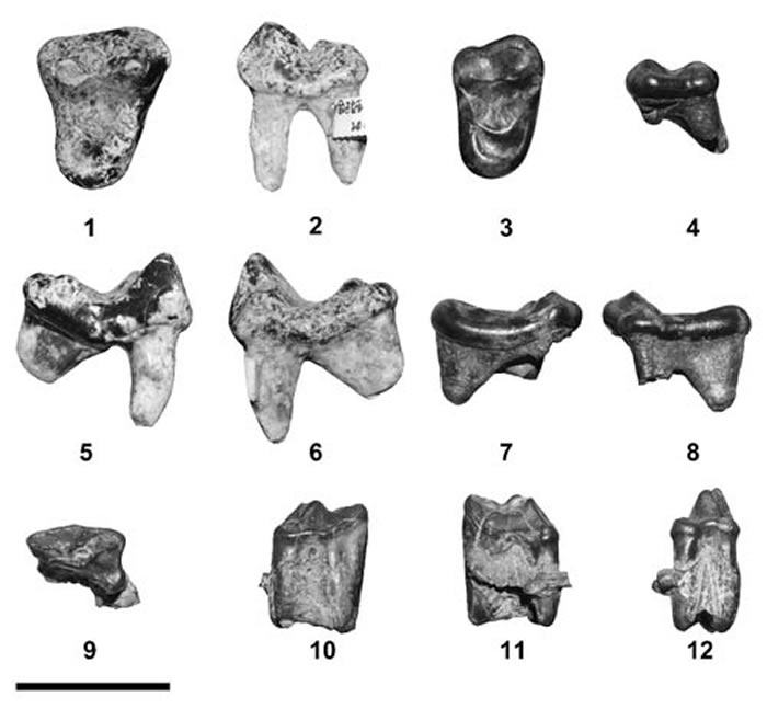 ½׹źֵĺȮ׽Cynelos aff. helbingi1C8Ȯܣcf. Cynelos sp. 9C12. (꽹