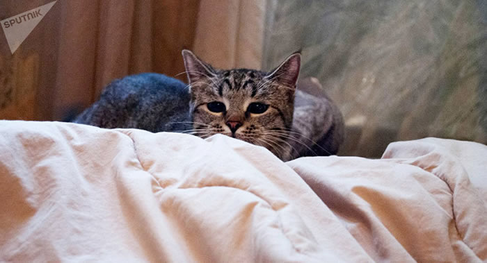 俄罗斯与奥地利科学家研制出猫过敏症基因工程疫苗