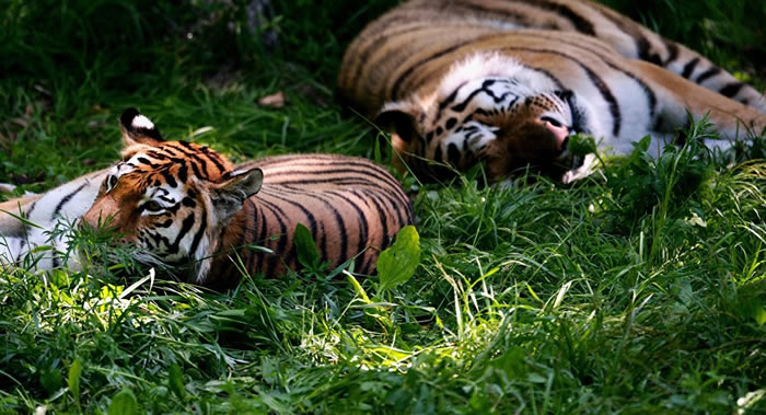 保护阿穆尔虎种群国际科学实践研讨会将在哈巴罗夫斯克举行