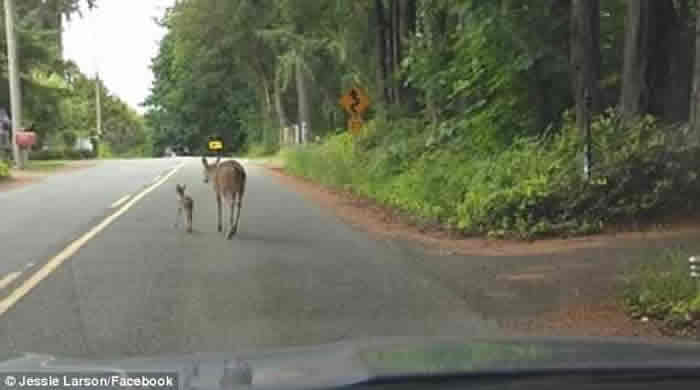 ������ʢ����һֻĸ¹���Ĺ����ܾ�С¹