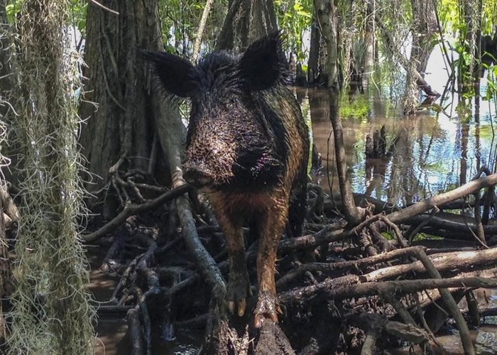 һ���������������������󵱳�Ұ����