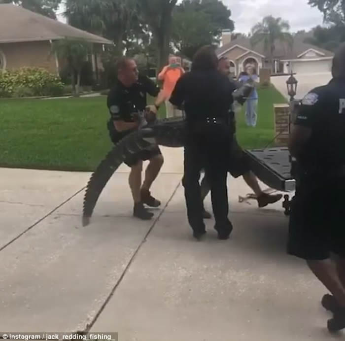 美国佛罗里达州鳄鱼不服被捕打昏警察