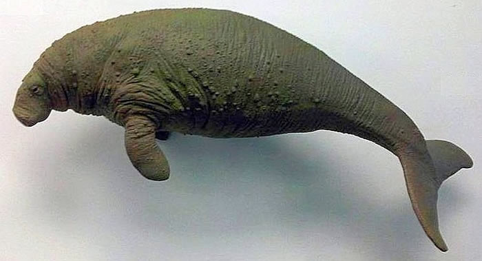 俄罗斯堪察加机场将安装灭绝海底巨兽斯特拉海牛骨架