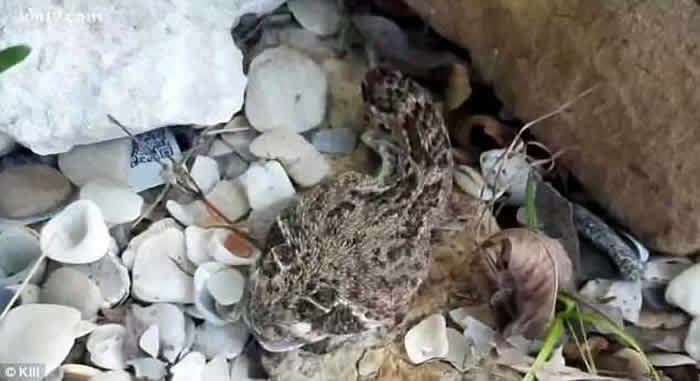 ��ͷ�߹����ˣ������������ӿ�����β�ߵ�ͷ ����ϵ�����ͷ��ҧ����