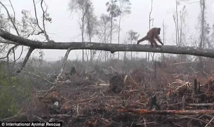 ʶԮ֯ӡֺëΪ԰ȴڵ