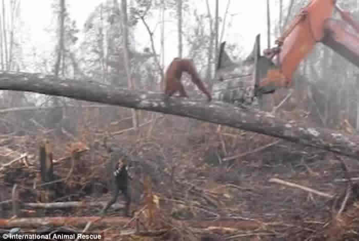 ʶԮ֯ӡֺëΪ԰ȴڵ