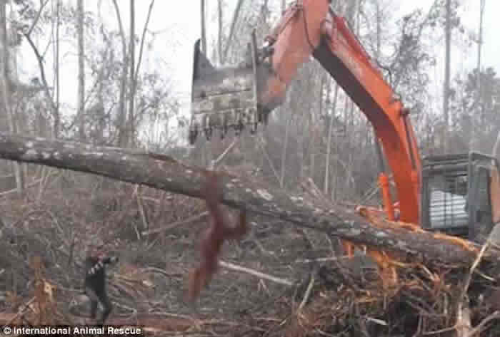 ʶԮ֯ӡֺëΪ԰ȴڵ