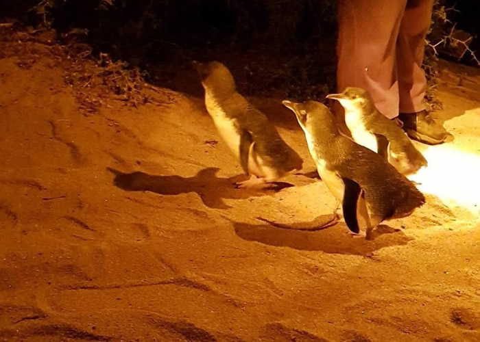 塔斯马尼亚有小蓝企鹅离奇死亡。(资料图片)