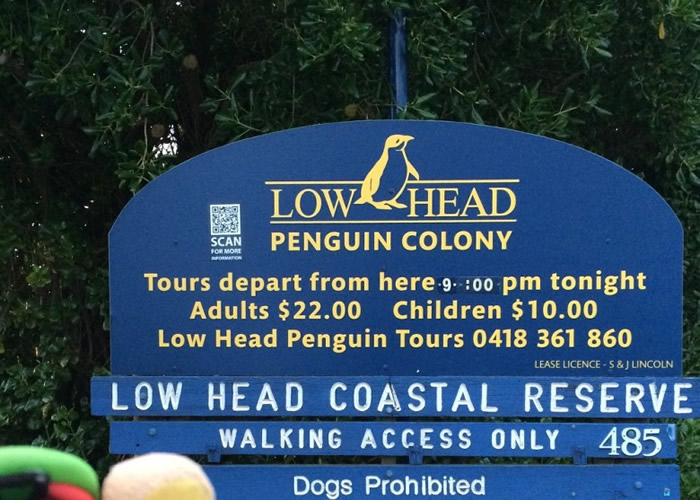 保护区提供导赏团,让市民观察企鹅回巢的情况。