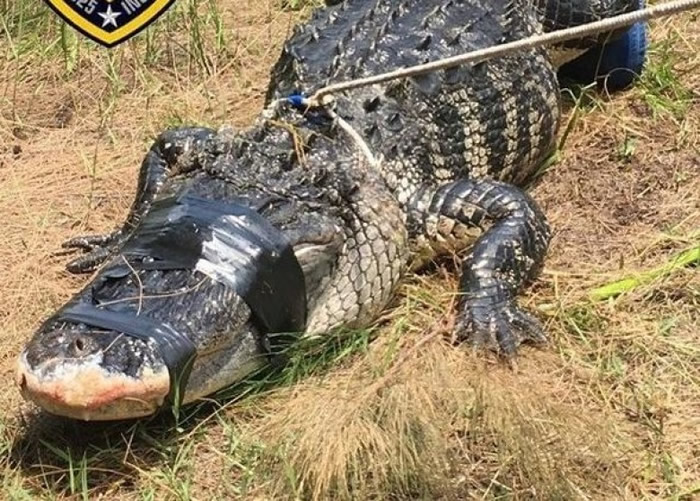 怀疑咬死遛狗女子的巨鳄。