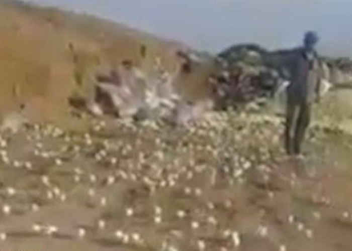 小鸡兵团占领垃圾岗,令人目瞪口呆。