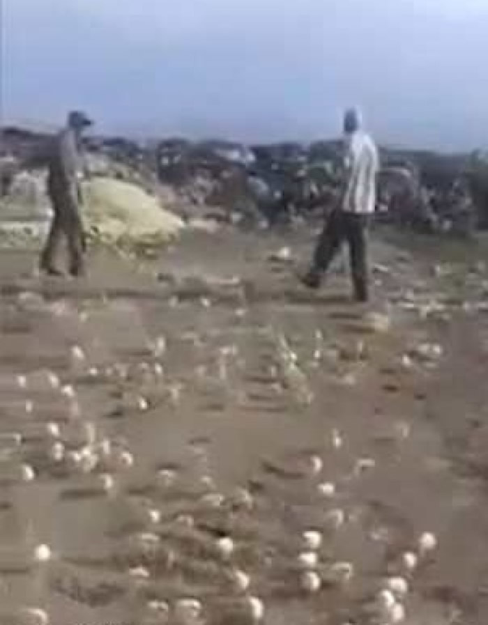 附近居民暂时收容小鸡。