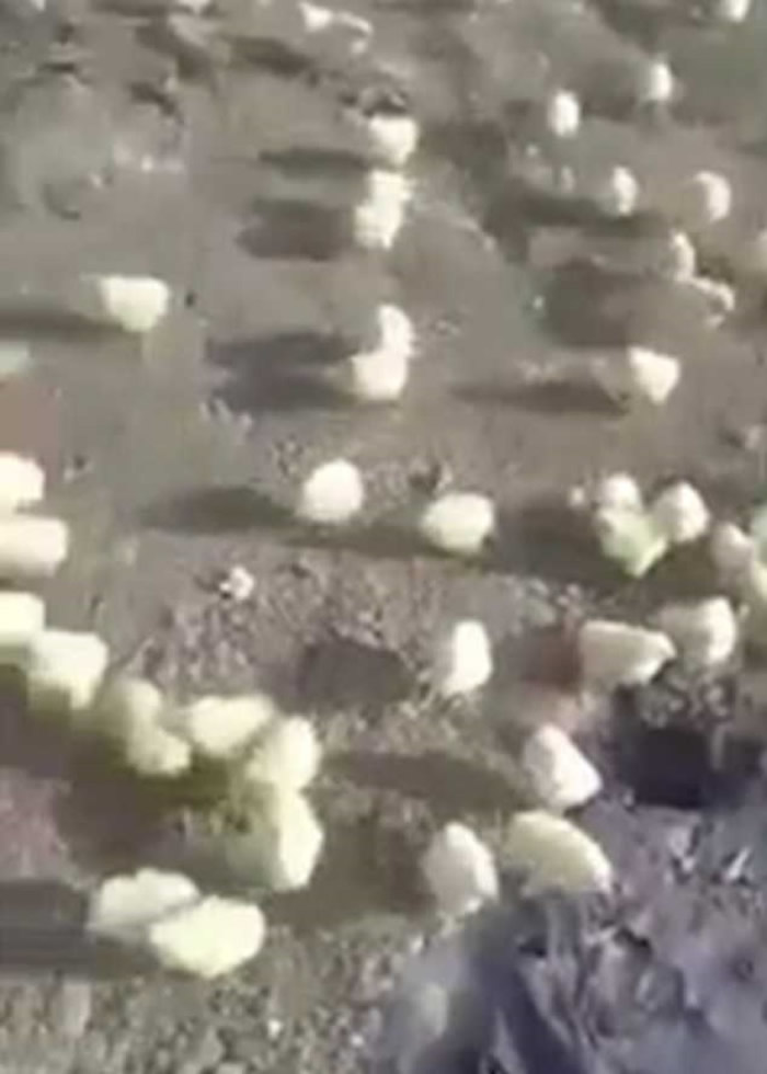 活泼的小鸡和臭臭的垃圾岗,强烈对比引发反差萌。