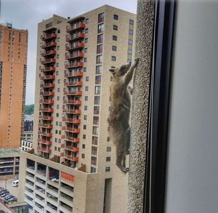 美国明尼苏达州圣保罗市浣熊变身“蜘蛛人”爬上大楼外墙