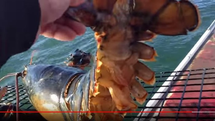 �������������񲶵����ްԻ�����Ϻ ����Ϊ��̬�����Żغ���