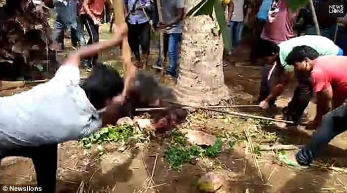 ӡ��������Ұ�ܹ����ҽ� �ɷ򼱾�Ԯȴ˫˫ɥ��