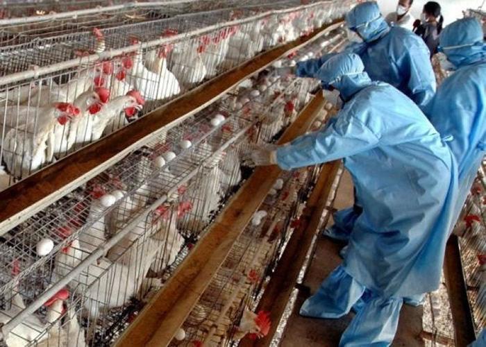 H7N9透过家禽传染人类。