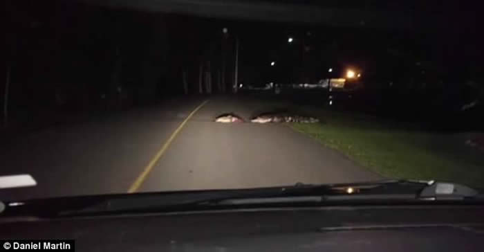 �����Ͽ��������ݹ�·һ�����������Ѫ���ܵĶ���ʬ��ҧס���ˮ��