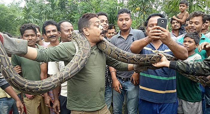 印度林区管理员与5米巨蟒自拍差点丧命