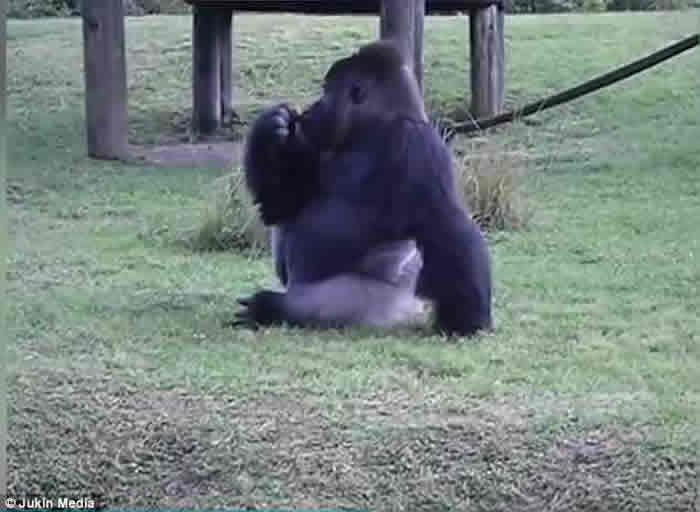 ���������ܶ���԰�ƻ�������������˲�Ҫιʳ ������͵�����